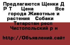 Предлагаются Щенки Д.Р.Т.  › Цена ­ 15 000 - Все города Животные и растения » Собаки   . Татарстан респ.,Чистопольский р-н